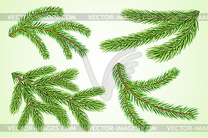 Set of fir or pine tree branches - vector clipart