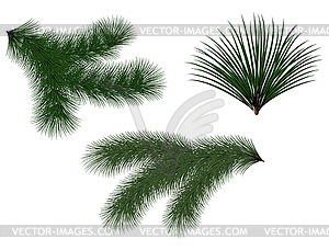 New year green Christmas trees and twigs LZ - vector image