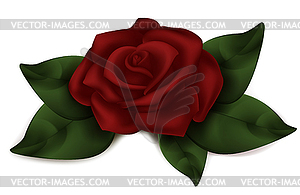 Red Velvet Rose  - vector clipart