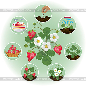 Growing strawberries - vector clipart