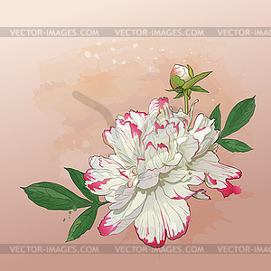 Delicate peony flower painted in watercolor - vector EPS clipart