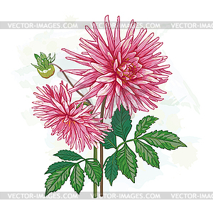 Pink flower Dahlia - royalty-free vector clipart