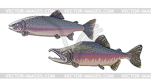 Fish pink salmon male and female - vector clipart