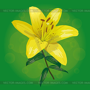 Yellow lily flower on green background - vector clip art