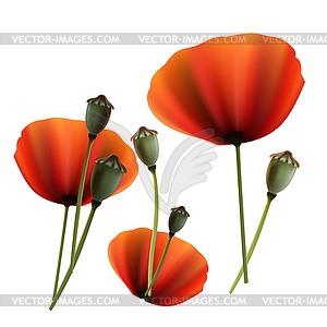 Set of Poppy green and red capsule - vector EPS clipart