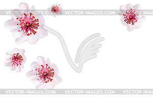 Pink cherry blossom sakura flowers in Japanese style - vector image