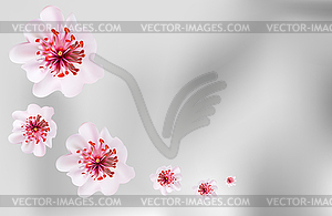 Pink cherry blossom sakura flowers in Japanese style - vector clip art