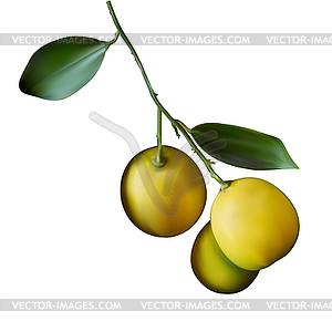 Realistic juicy yellow lemon on branch. lemons - vector clip art