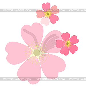 Romantic floral background. Flower. Japanese daisies - vector clipart