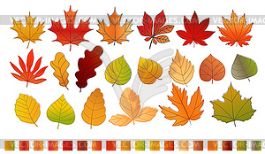 Different color autumn leaves collection. Leaves - vector clipart