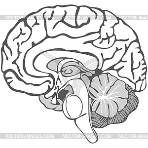 Structure of Human Brain - vector image