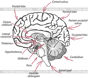 Structure of Human Brain - vector clipart