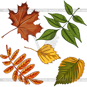 Different autumn leaves - vector clipart