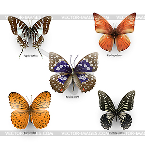 Коллекция бабочки 0 - стоковый клипарт