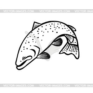 Steelhead Columbia River Redband Trout or Coastal - vector clip art