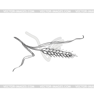 Stalk of Belgian Wheat Line Art Drawing Black and - vector clipart