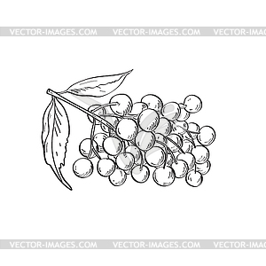 Fruit of Elder Elderberry or Sambucus Line Art - vector EPS clipart