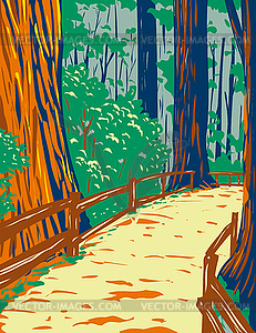 Redwood Trees in Muir Woods National Monument in - vector image