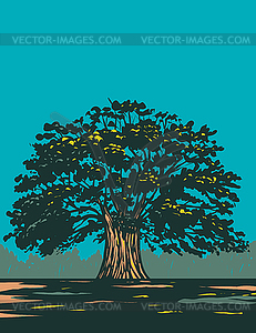 Centuries Old Balete Tree Balite or Baliti of - royalty-free vector image