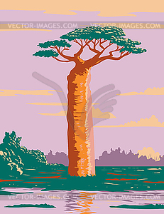 Grandidier`s Baobab or Adansonia Grandidieri Bigges - vector clipart