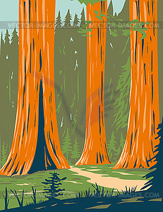 Mariposa Grove of Giant Sequoia in Yosemite Nationa - vector clipart