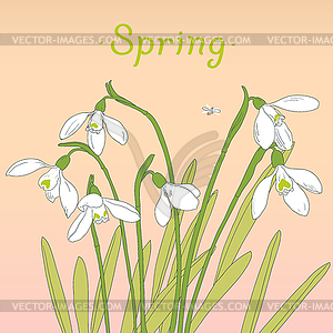 Snowdrops spring bouquet. Hand-drawn . Card - vector image