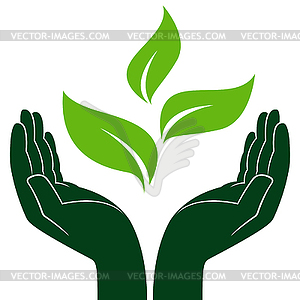 Green plant in human hands - vector clip art