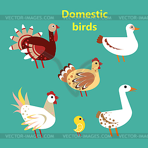 Set of Domestic birds - vector clipart