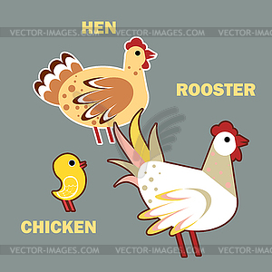 Домашний птичий петух, курица и курица на сером - клипарт в векторном формате