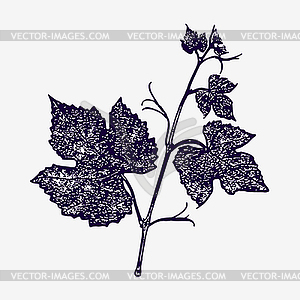 Vector image of the vine - vector clipart