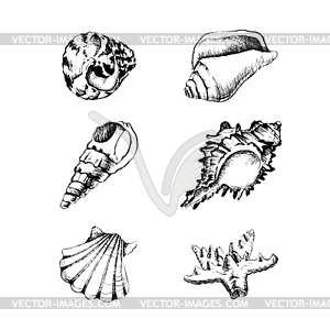 Set of hand-drawing with shells - vector image