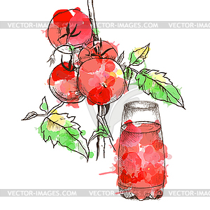 Sketch of tomato for design - vector image