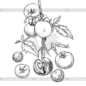 Sketch of tomatoes for design - vector clip art