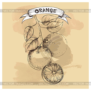 Sketch of orange for design - vector clipart