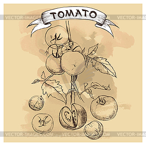 Set of tomatoes for design - vector clip art