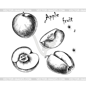 Sketch of apple fruit for design - vector clipart