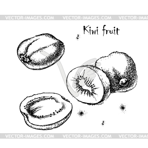 Sketch of kiwi fruit for design - vector image