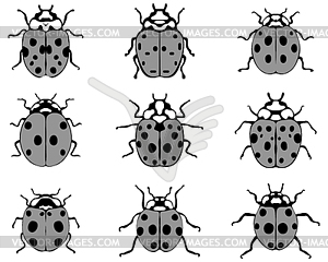 Gray ladybugs - vector image