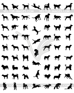 Races of dogs - vector clipart