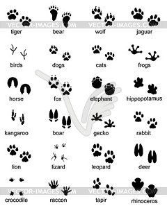 Set of footprints of wild animals - vector image