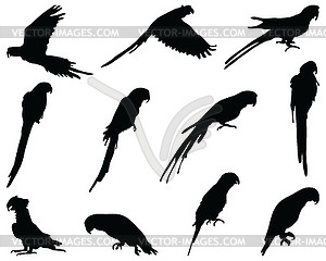 Black silhouettes parrots  - vector image