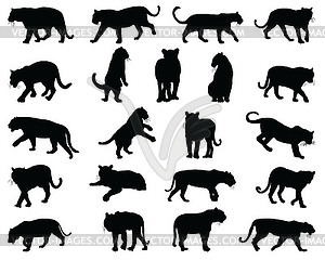 Black silhouettes of tigers  - vector clip art