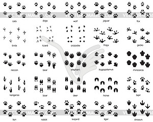 Set of footprints of wild animals - vector clipart