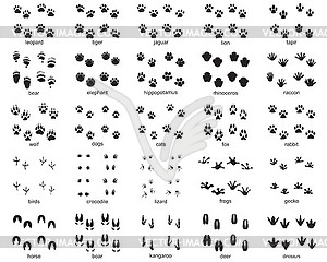  Set of footprints of wild animals - vector image