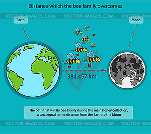 Infographics on bees - vector clipart