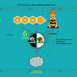 Information about queen bee (seasons) - vector clip art