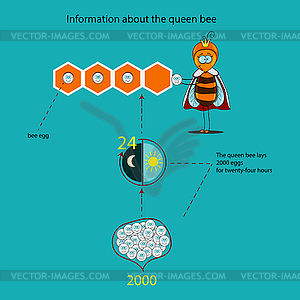 Information about queen bee - vector image