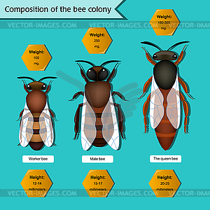 Informative poster on composition of bee colony - vector image