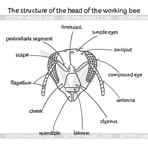 Structure of head of working bee - vector image