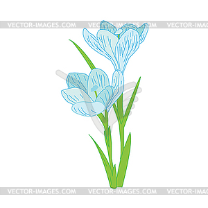 Spring primroses, delicate Crocus - vector clip art